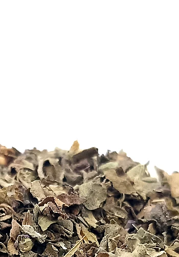 Tante Suzanne - Basilic 100g - Basilic - Ocimum basilicum
