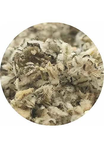 Tante Suzanne - Bouillon blanc - Plantes