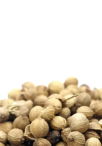 Tante Suzanne - Coriandre 100g - Coriandre - Coriandrum sativum