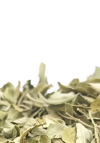 Moringa 100g - (Moringa oleifera) - 
Plante détoxifiante originaire de Ceylan, elle est un puissant anti-inflammatoire et un pui