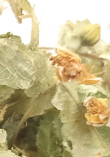 Tante Suzanne - Tilleul 500g - Tilleul - Tilia sylvestris
