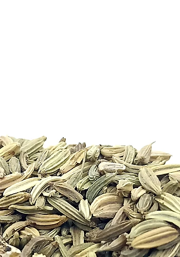 Tante Suzanne - Fenouil 100g - Fenouil - Foeniculum vulgare