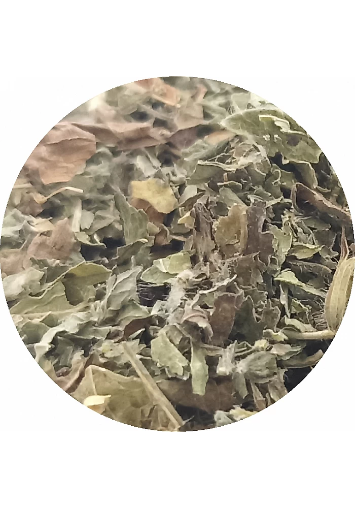 Tante Suzanne - Mélisse - Plantes