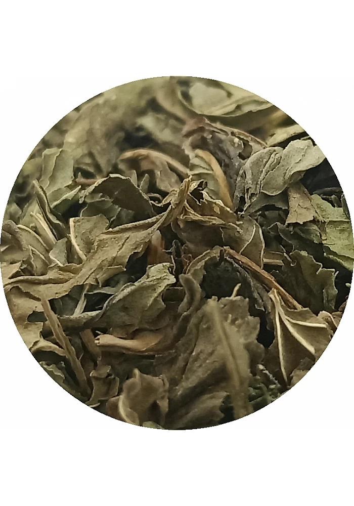Tante Suzanne - Menthe poivrée - Plantes