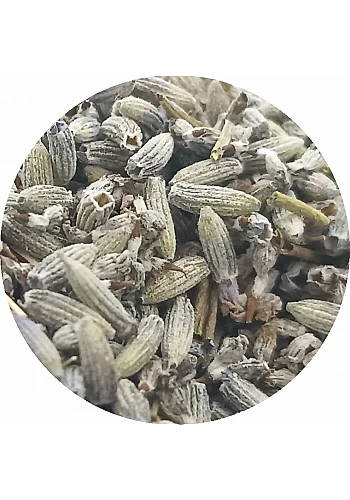 Tante Suzanne - Lavandin - Plantes
