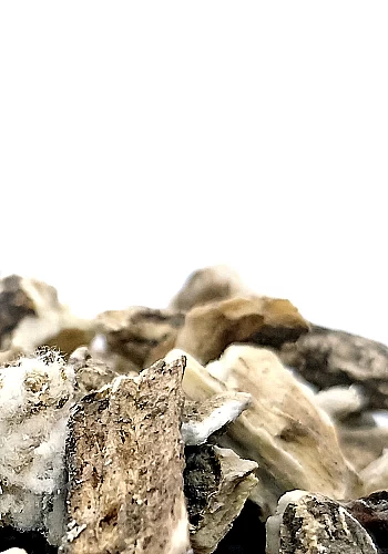 Bardane 100g - (Arctium lappa) - 
Racine à la saveur légèrement amère, elle est employée pour détoxifier l'organisme et prévenir