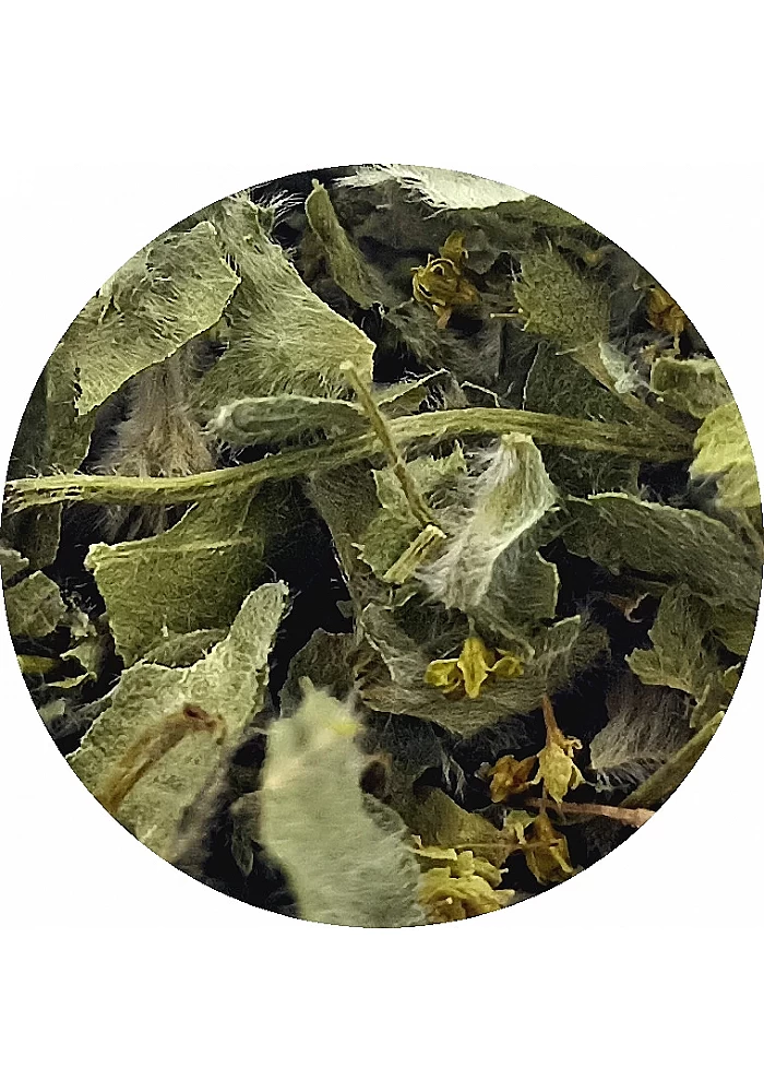 Tante Suzanne - Alchémille - Plantes