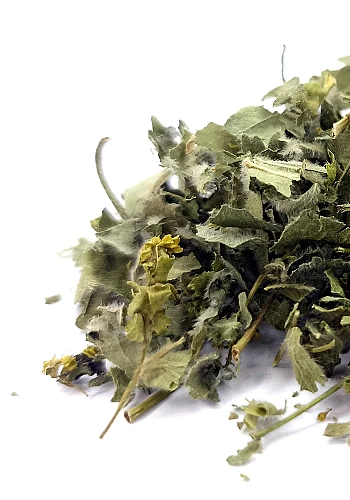 Tante Suzanne - Alchémille 45g - Alchémille - Alchemilla vulgaris