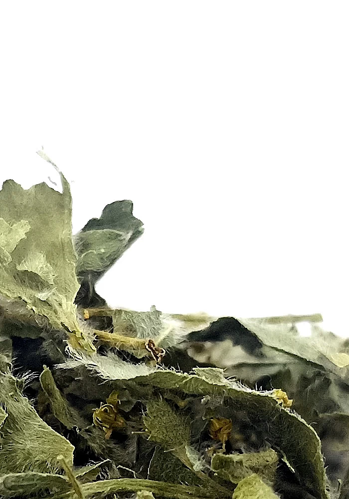 Tante Suzanne - Alchémille 100g - Alchémille - Alchemilla vulgaris