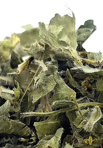 Tante Suzanne - Alchémille 500g - Alchémille - Alchemilla vulgaris