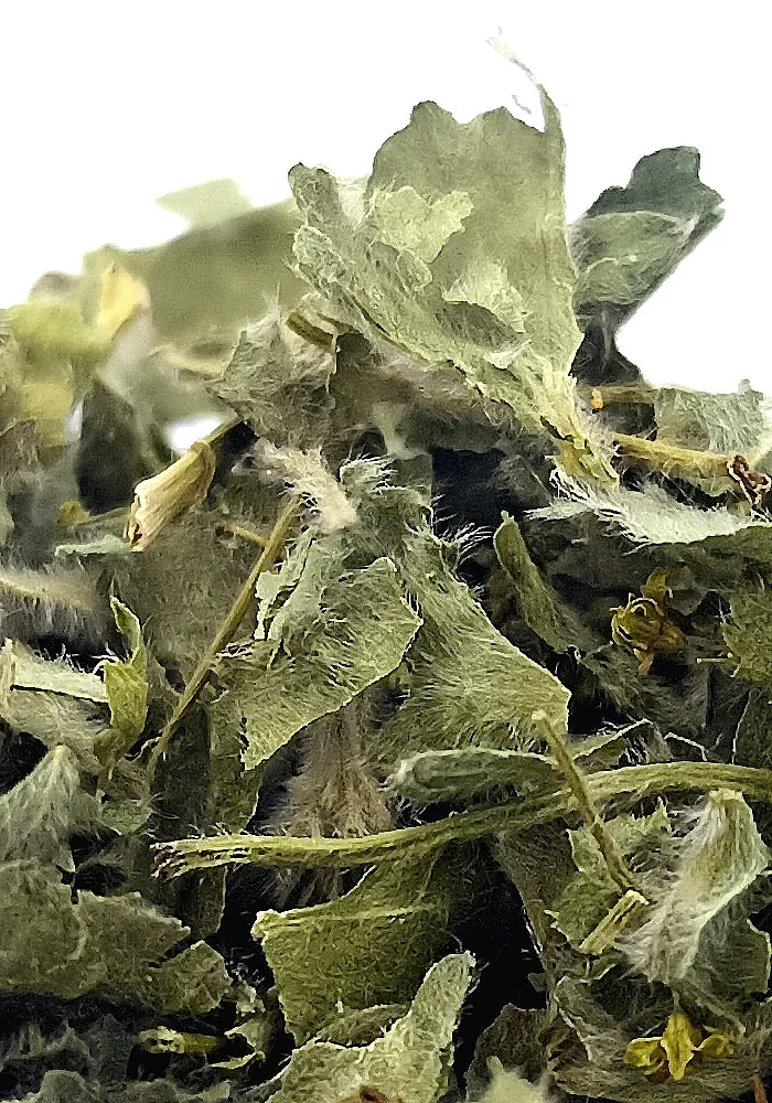 Tante Suzanne - Alchémille 500g - Alchémille - Alchemilla vulgaris