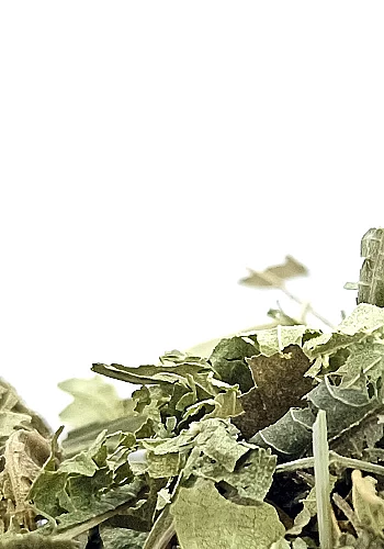 Tante Suzanne - Verveine & Menthe CBD 100g - Verveine menthe CBD - Infusion détente